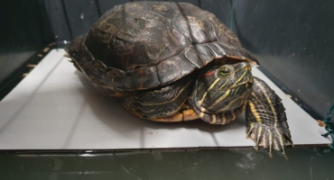 Is dat een wilde schildpad?