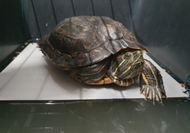 Is dat een wilde schildpad?