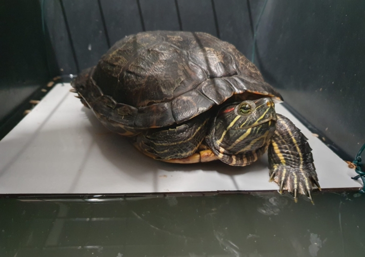 Is dat een wilde schildpad?