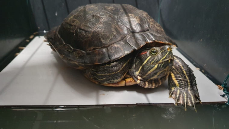 Is dat een wilde schildpad?