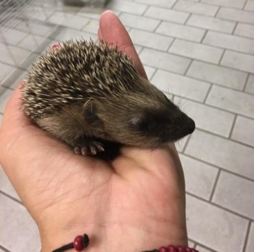 Baby egel Baby egel