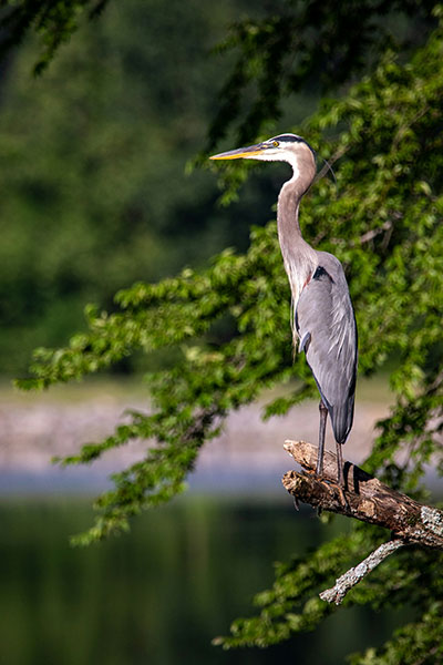Reiger Reiger